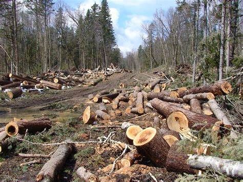 Kerusakan lingkungan disebabkan penebangan pohon/sumber: bisnisasia.co.id