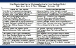 Daftar Flora Identitas Provinsi di Indonesia, Maluku-Anggrek Larat (sumber gambar: olah tabulasi oleh Suprihati, Kompasiana)