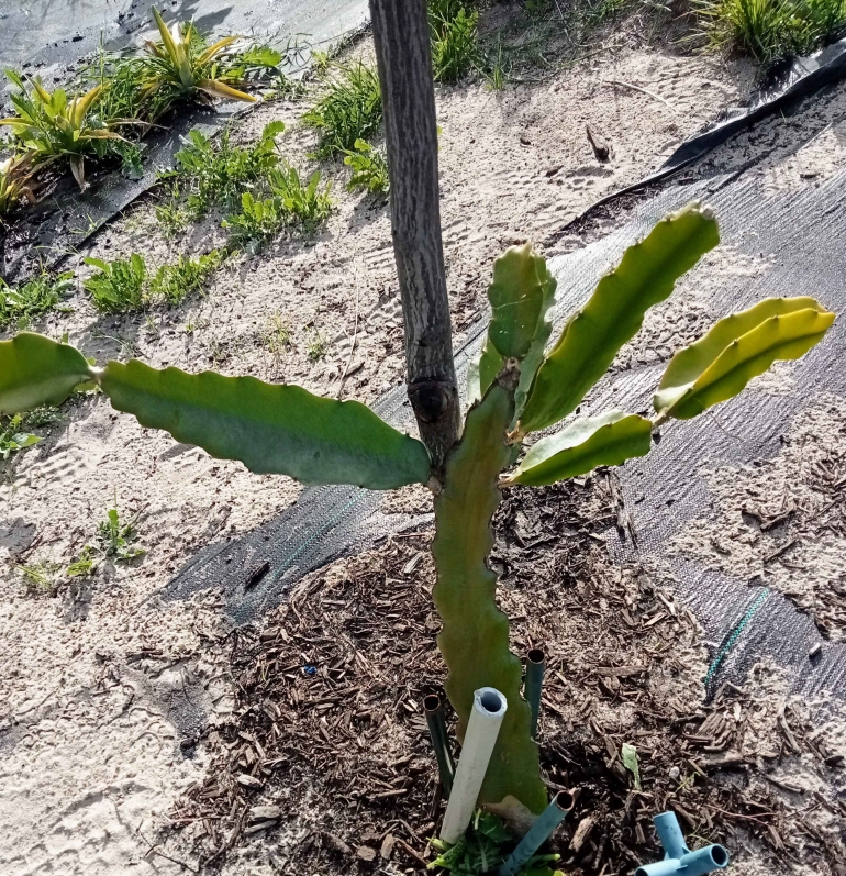 Tanaman kaktus baru saya tanami /dokumentasi pribadi