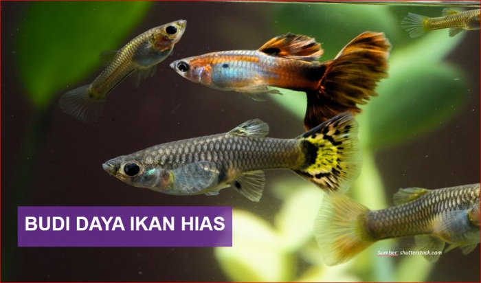 Sumber: Shutterstock.com