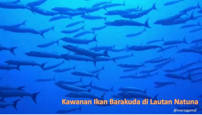 Image: Kawanan ikan barakuda saat diving di sekitaran Karang Kering Natuna (by Merza Gamal)