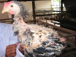 Ayam leher gundul memiliki ketahanan terhadap panas . Photo: Koleksi pribadi 