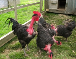 Cara pemeliharaan ayam leher gundul tidak berbeda dengan pemeliharaan ayam biasa. Photo: University of Edinburgh 