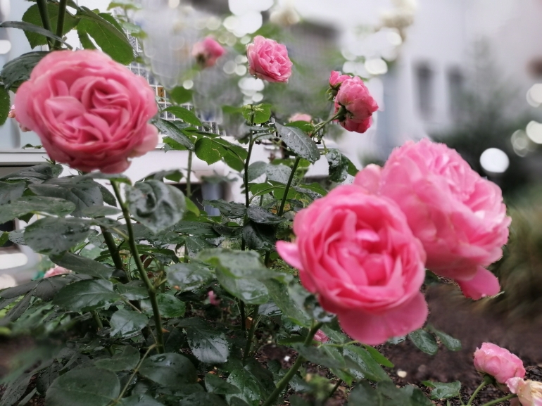 Mawar dari taman rumah | Dokumen pribadi oleh Ino