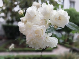 Mawar putih dari taman rumah | Dokumen pribadi oleh Ino