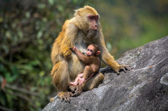 The Sela Macaque, Source: Zoological Survey of India