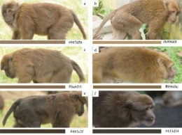 Sela Macaque's appearance up close, Source: Zoological Survey of India