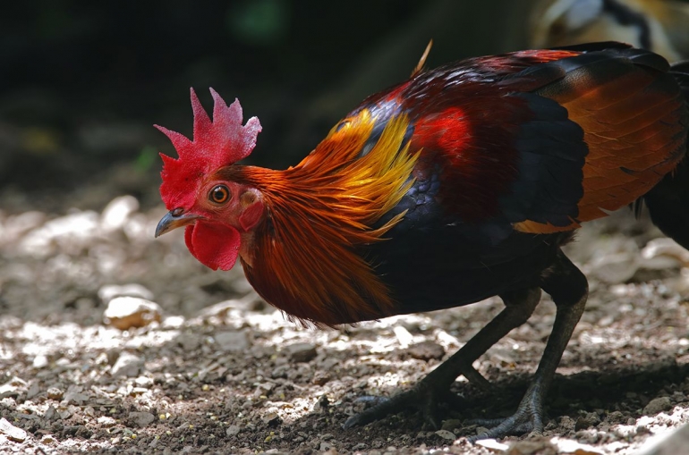 Ayam liar Red Jungle Fowl yang menjadi salah satu nenek moyang ayam moderen yang ada saat ini. (Photo: Rapeepong Puttakumwong/Getty Images)