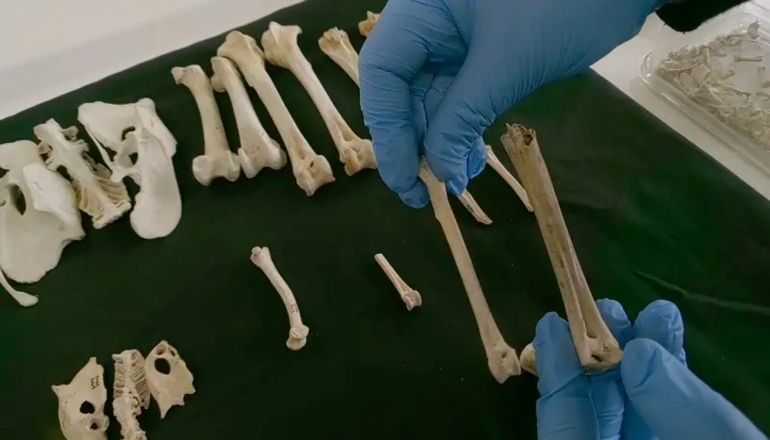 Para peneliti membandingkan tulang ayam moderen dan tulang ayam purba dan menetukan umurnya dengan Carbon Dating. Photo:Cardiff University.