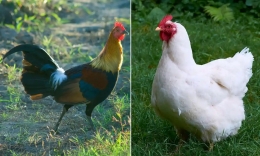 Perbandingan ayam liar (Red jungle Fowl) yang merupakan nenek moyang ayam modern (kiri) dengan ayam moderen (kanan), Photo: Getty Images. 