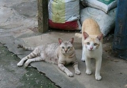 Sumber gambar : wide-eyed cats, the foreign photographer - (flicker.com)