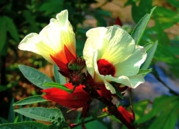 Gambar 2. Bungga Hibiscus sabdariffa L/indiabiodiversity.org