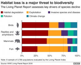 Habitat loss akibat deforestasi ancaman keanekaragaman hayati/Sumber :ichef.bbci.co.uk