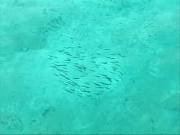 Image: Ikan berenang di laut Pulau Senoa terlihat oleh mata karena jernihnya air laut Natuna (Photo by Merza Gamal)
