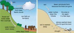 Ilustrasi dampak deforestasi terhadap erosi dan air/Sumber : www.open.edu