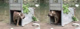 Sumber foto https://medan.inews.id/read/96359/dua-harimau-sumatera-surya-manggala-dan-citra-kartini-resmi-jadi-penghuni-taman-nasional-kerinci