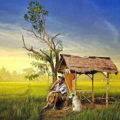 Petani Tua sedang duduk di bawah pohon (Pict. Suluhtani.com)