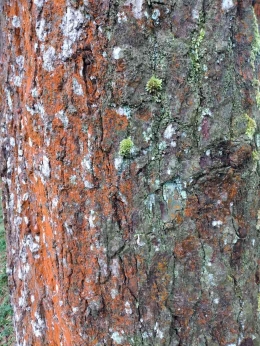 Gambar kulit pohon pinus di Wapitt (dokpri)