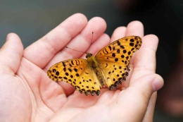 Ilustrasi butterfly rash (ruam kupu-kupu di pipi) yang merupakan salah satu gejala klinis lupus/Foto: Pixabay