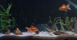 dua ikan mas di dalam aquarium (Sumber: the gal times)