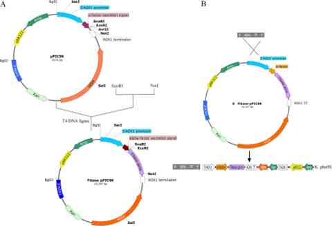 Gambar 1. Konstruksi plasmid rekombinan pPIC9K- fib dan situs integrasinya dalam genom | Sumber gambar: doi.10.1186/s12896-020-00654-7