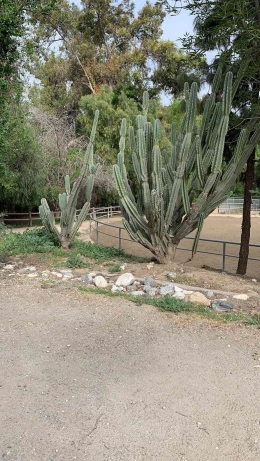 Pohon kaktus yang umumnya tumbuh di iklim panas dan kering. Dokpri.