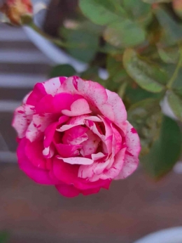 Rose in my garden - DokPri