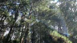 Nampak kilas Hutan Pinus dari Bawahsumber : Dokumen Pribadi