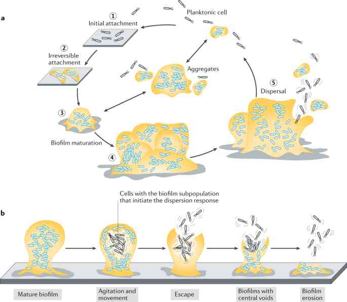 Enzim Streptokinase