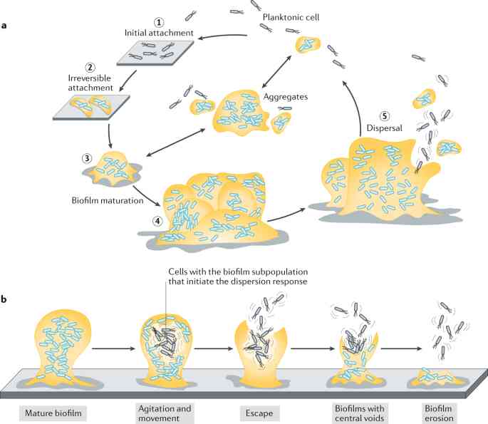 Gambar 1. Alur Proses Pembentukan Biofilm Bakteri pada Suatu Permukaan (Sumber: Sauer et al, 2020)