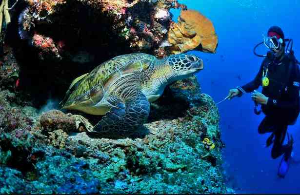 Diving Bunaken. (Sumber: Backpacker Jakarta)