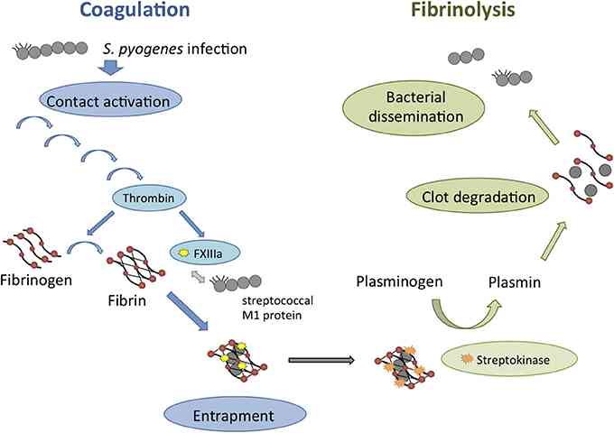 Gambar 3. Mekanisme Aksi Streptokinase dalam Menginhibisi Pembentukan Biofilm (Sumber: Loof et al, 2014)