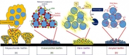 Gambar 2. Variasi lapisan  matrix extracellular dalam pembentukan biofilm (Sumber: Zapotoczna et al, 2016)