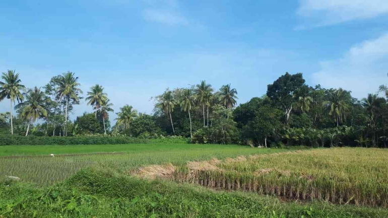 Area Persawahan di Desa Wisata Gabugan (Sumber foto: Dokumentasi Pribadi)