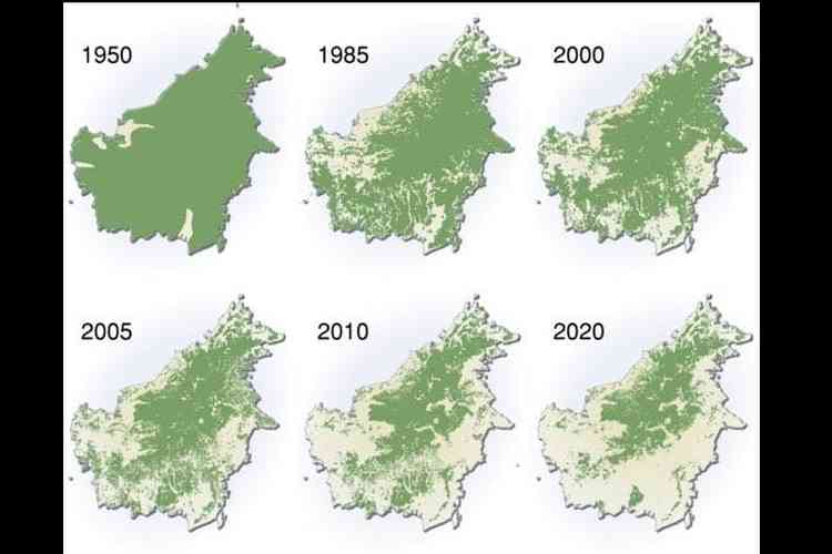 Penurunan Luas Hutan Di Pulau Kalimantan | Sumber Ahmad Turamsili via Kompas.com