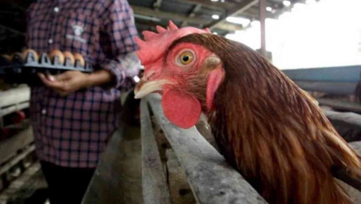 Ganja kini sudah digunakan sebagai feed additive pada pakan ayam di Thailand.  Photo: AFP.  