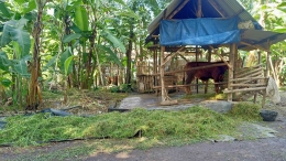 Kebun tempat Mbah Mirah memelihara sapi. Foto dokumen pribadi/Sri Rohmtiah