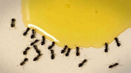 Semut Mengerubuti Cairan Gula | maduonggu.com