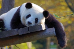 Panda: duta besar yang menggemaskan. Sumber gambar diambil dari: Pixabay