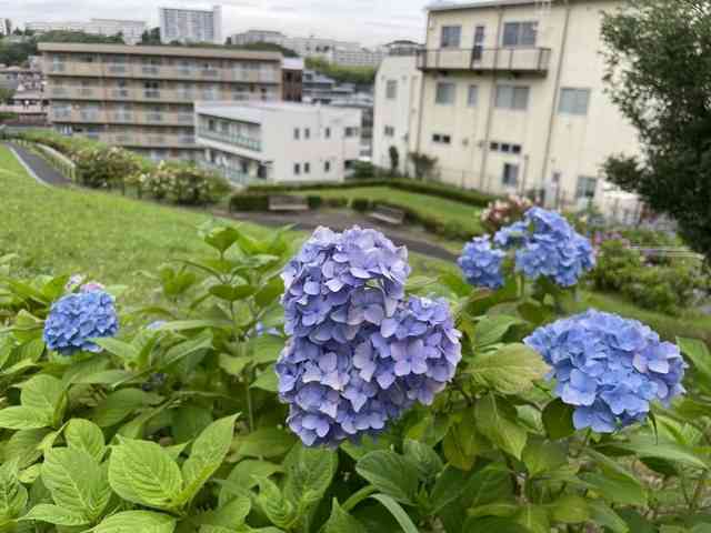 Bunga Ajisai. Dokpri