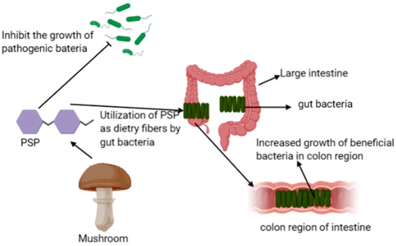 Gambar 1 Mekanisme PSP sebagai probiotik (Bains et al. 2021)