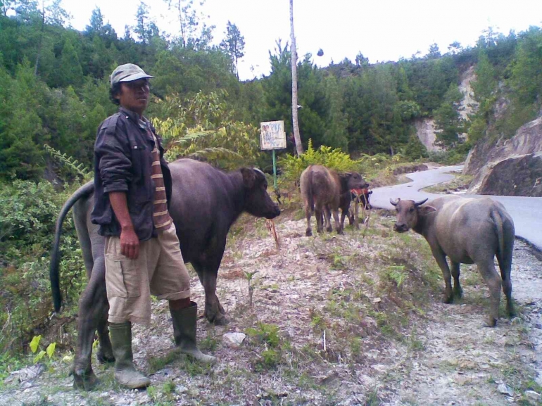 Seorang penggembala kerbau di Aek Gorat, pinggiran Pangaribuan menuju Tarutung. Foto : Parlin Pakpahan.