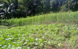 kontur tanah yang cocok untuk sayuran daripada padi | Dokumen pribadi oleh Irna Nembo