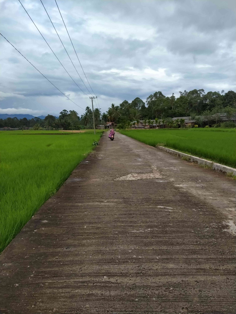 Sawah di kiri kanan jalan rabat beton di Kubang, Kabupaten Limapuluh Kota. (foto dok damanhuri)
