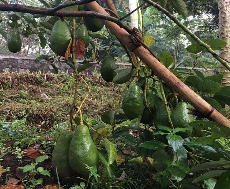 Buah alpukat pluwang siap panen di kebun Ma'ruf. Sumber: penulis