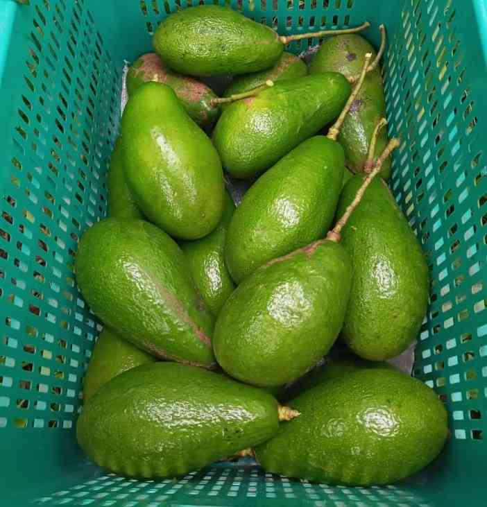 Panen buah alpukat pluwang di kebun Ma'ruf. Sumber: penulis