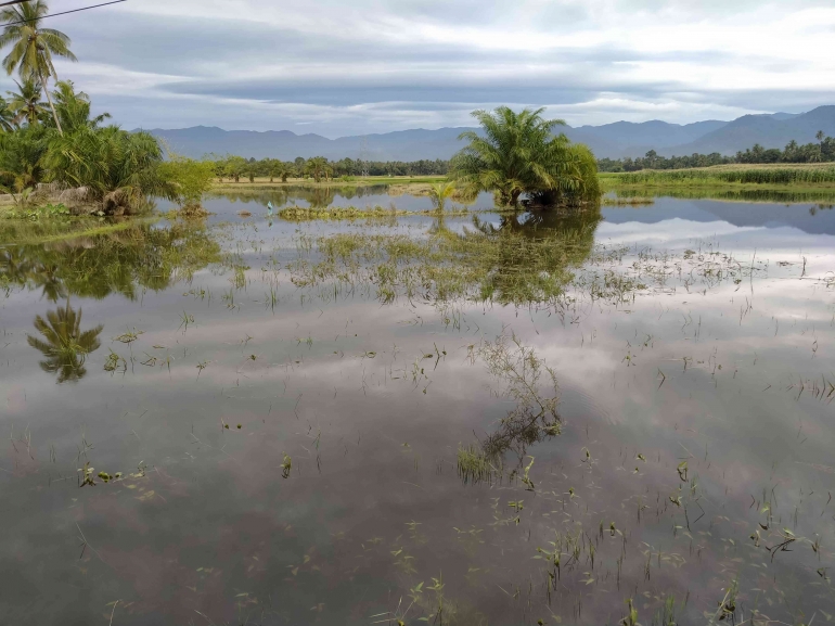 Lahan sawah petani yang baru saja ditanami, tiba-tiba disapu banjir luapan Sungai Batang Tapakih. (foto dok damanhuri)