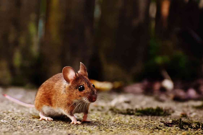 Ilustrasi tikus imut sedang mencari makanan. (Foto:Pexels.com)