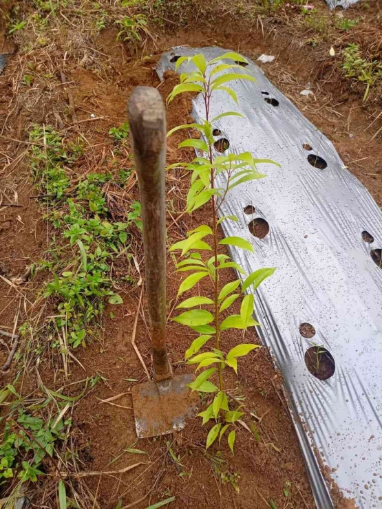 Dokumen : Dedi Sendral, bibit kayu manis yang baru ditanam