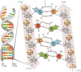 Gambar Sintesis ragam basa nukleotida buatan (sumber: https://lipi.go.id/)